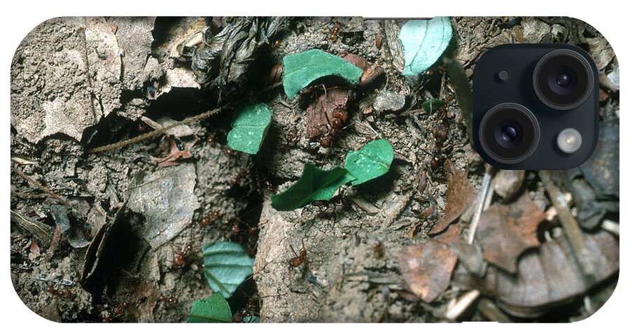 Leafcutter Ant iPhone Case featuring the photograph Leafcutter Ants At Nest by Gregory G. Dimijian, M.D.