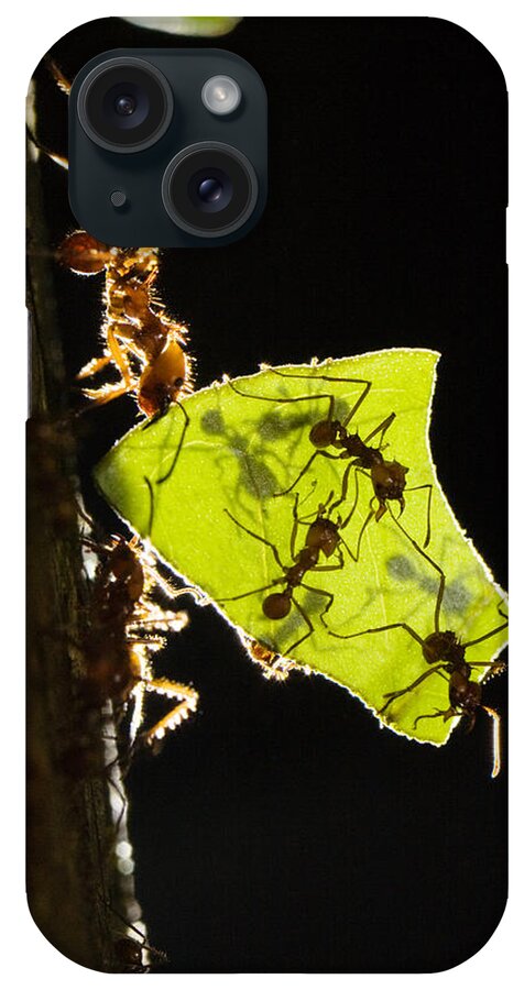 00198548 iPhone Case featuring the photograph Leafcutter Ants Carrying Leaves by Konrad Wothe