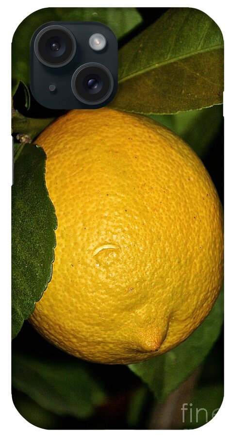 Lemon iPhone Case featuring the photograph Lemon Fresh by Susan Herber