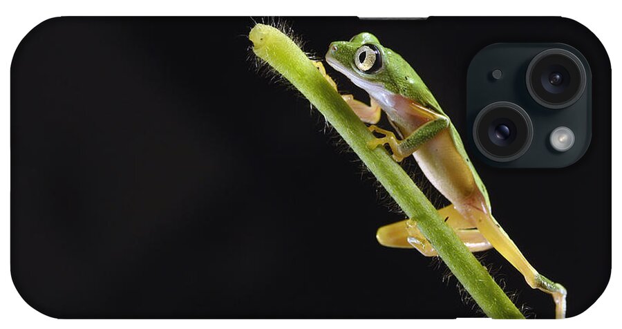 Nis iPhone Case featuring the photograph Lemur Leaf Frog by Marianne Brouwer