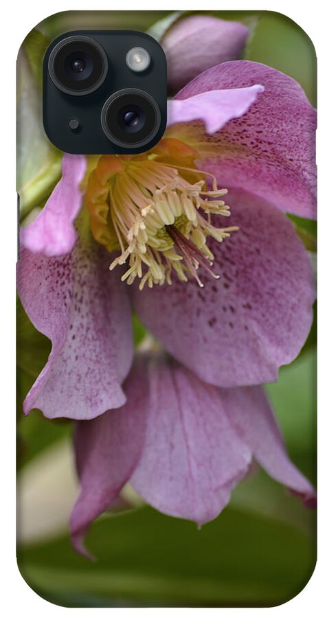 Lenten Rose iPhone Case featuring the photograph Lenten Rose by Forest Floor Photography
