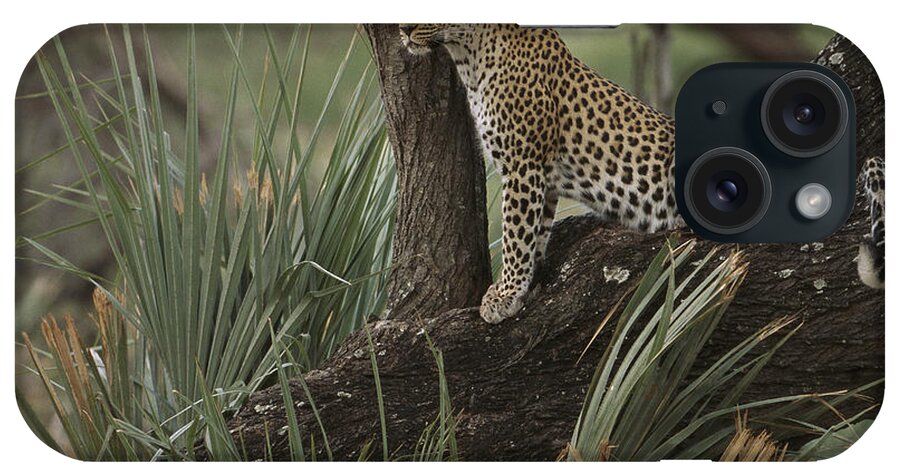 Feb0514 iPhone Case featuring the photograph Leopard Okavango Delta Botswana by Pete Oxford
