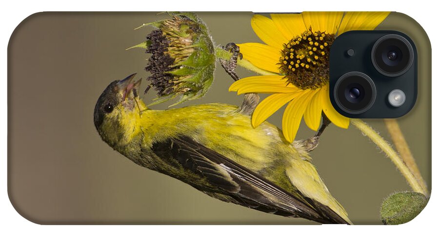 Lesser Goldfinch iPhone Case featuring the photograph Lesser Goldfinch on sunflower by Bryan Keil