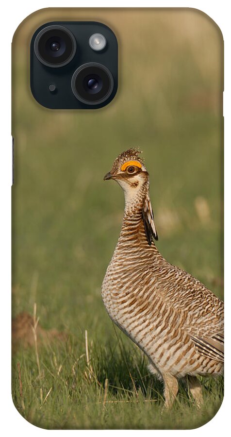 Drumming iPhone Case featuring the photograph Lesser Prairie Chicken 1 by David Drew