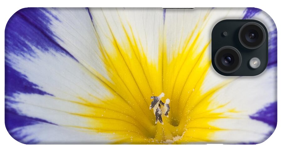 Let The Sun Shine iPhone Case featuring the photograph Let the Sun Shine by Patty Colabuono