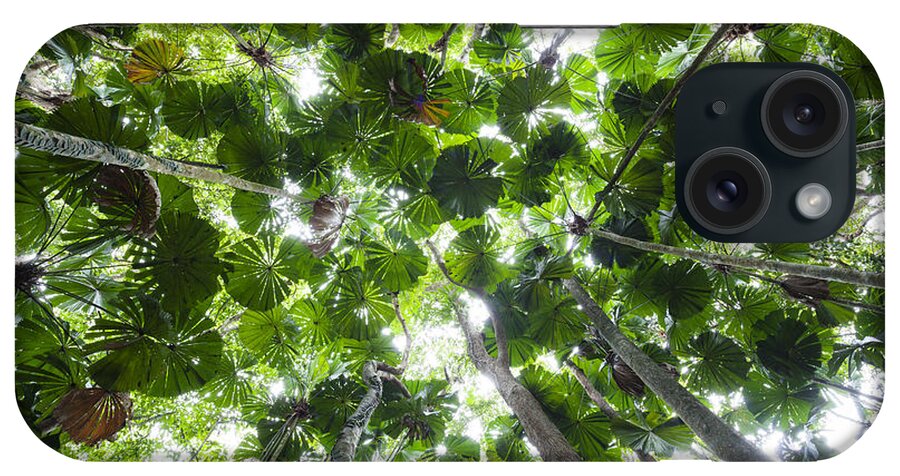 Feb0514 iPhone Case featuring the photograph Licuala Fan Palm Canopy Daintree Np by Konrad Wothe