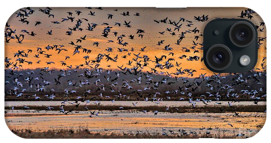 Migration iPhone Case featuring the photograph Light of Dawn by Elizabeth Winter