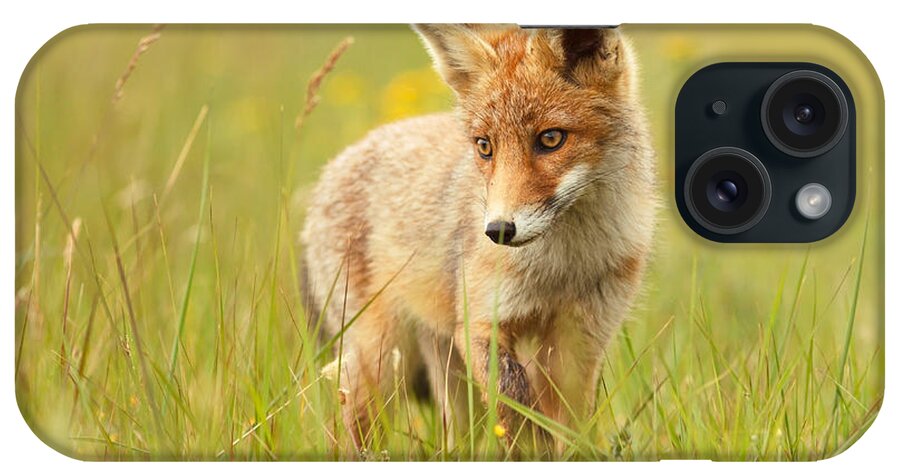 Afternoon iPhone Case featuring the photograph Lil' Hunter - Red Fox Cub by Roeselien Raimond