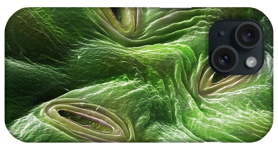 Botanical iPhone Case featuring the photograph Lilac Leaf Stomata (syringa Vulgaris) by Power And Syred