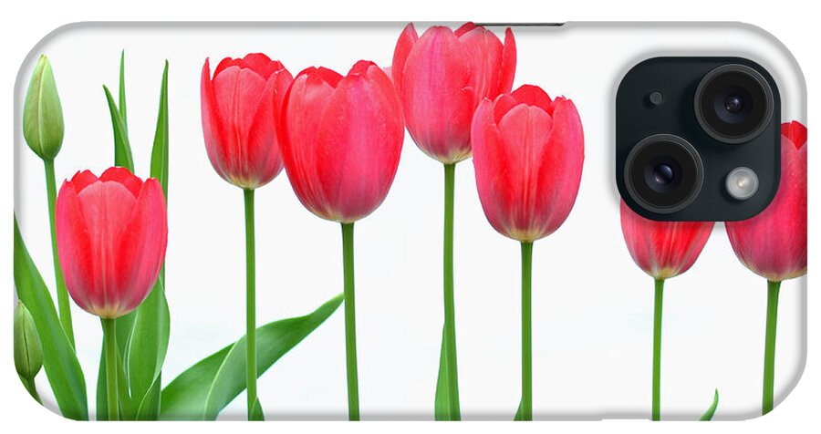 Flowers iPhone Case featuring the photograph Line of Tulips by Steve Augustin