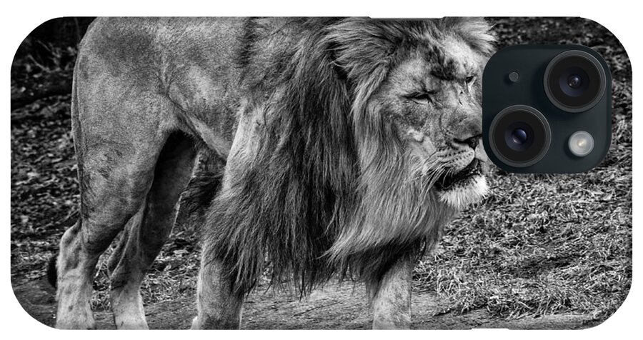 Lion iPhone Case featuring the photograph Lion On The Prowl by Mike Burgquist