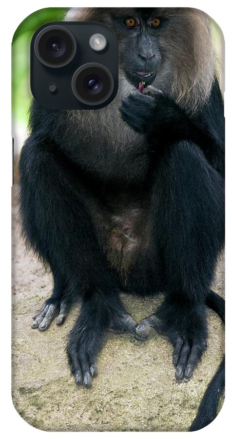 Lion-tailed Macaque iPhone Case featuring the photograph Lion-tailed Macaque by Tony Camacho/science Photo Library