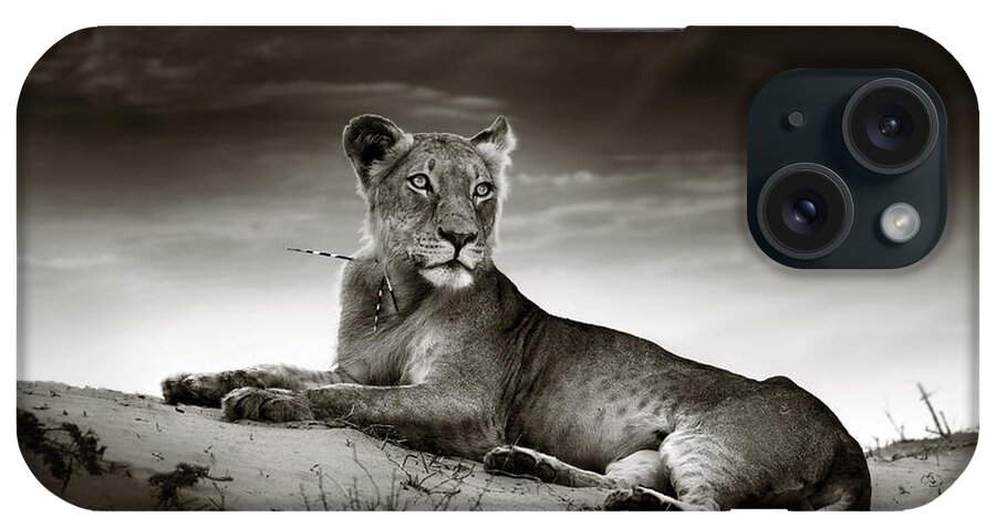 Lion iPhone Case featuring the photograph Lioness on desert dune by Johan Swanepoel