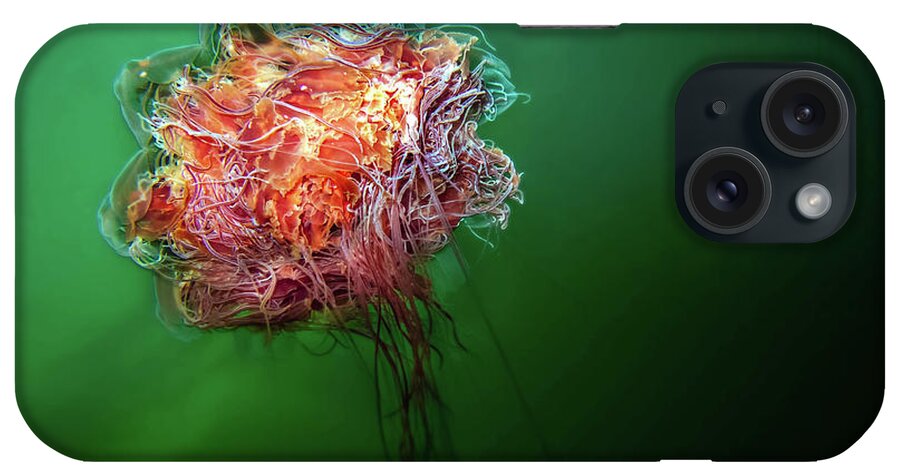 Underwater iPhone Case featuring the photograph Lions Mane Jelly Fish by Bob Webb
