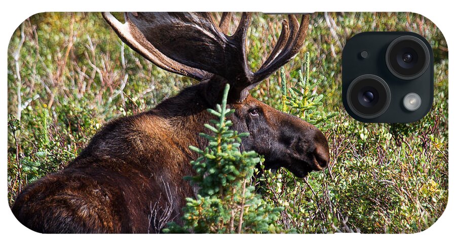Moose; Moose Photograph iPhone Case featuring the photograph Listen by Jim Garrison