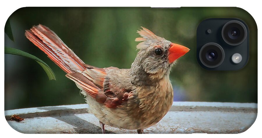 Baby Cardinal Print iPhone Case featuring the photograph Little Feather by Lucy VanSwearingen