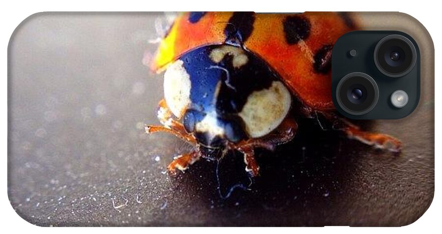 Ladybug iPhone Case featuring the photograph Little Lady by Michael Gonzalez