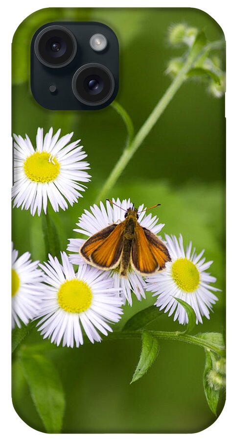 Butterflies iPhone Case featuring the photograph Little Orange Skipper by Christina Rollo