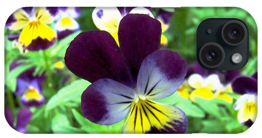 Gardens iPhone Case featuring the photograph Little Violas by Margaret Hamilton