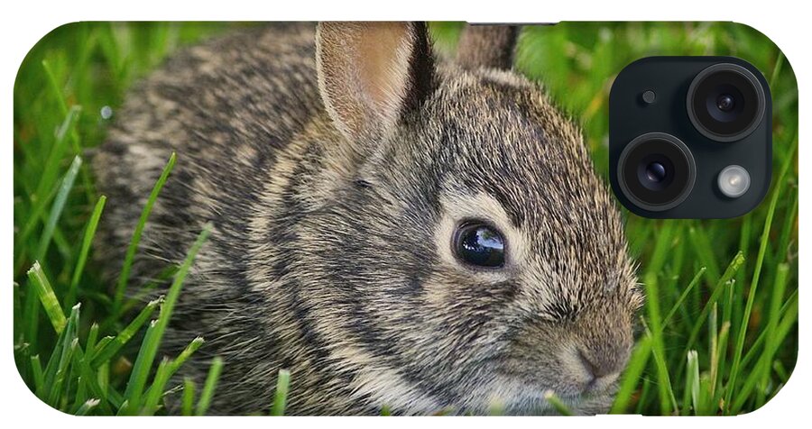 Rabbit iPhone Case featuring the photograph Littlest Rabbit by Veronica Batterson