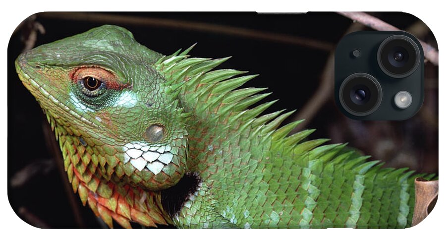Feb0514 iPhone Case featuring the photograph Lizard Portrait Sinharaja Biosphere by Mark Moffett