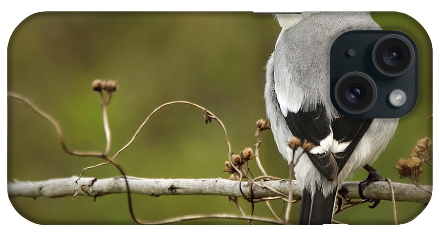 Bird iPhone Case featuring the photograph Loggerhead Shrike by Carol Eade