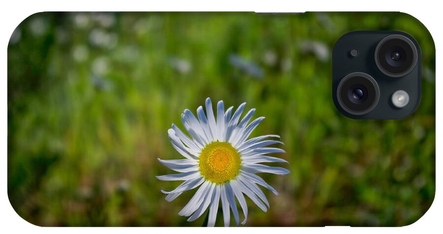 Adria Trail iPhone Case featuring the photograph Lone Daisy by Adria Trail