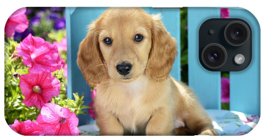 Puppy iPhone Case featuring the photograph Long Eared Puppy In Front Of Blue Box by MGL Meiklejohn Graphics Licensing