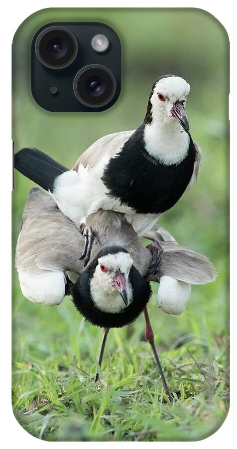 Africa iPhone Case featuring the photograph Long-toed Lapwings Mating by Tony Camacho/science Photo Library