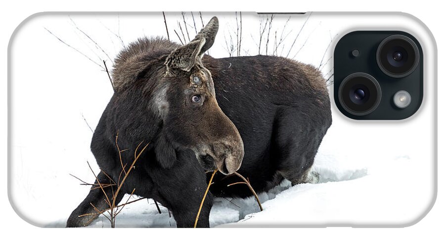 Moose iPhone Case featuring the photograph Long Winter by Sandy Sisti