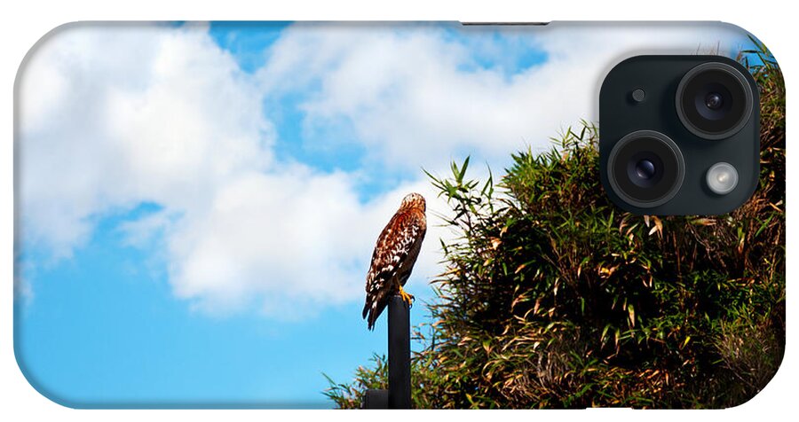 Hawk iPhone Case featuring the photograph Look Away by Donna Proctor