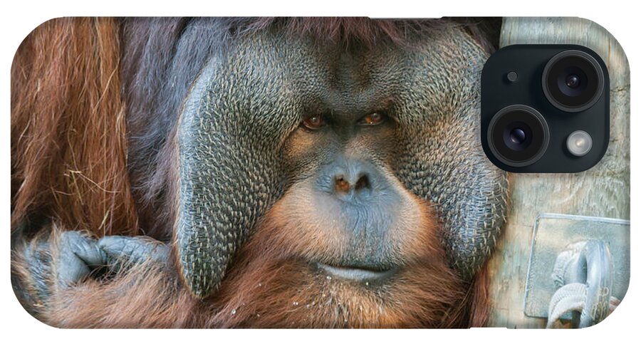 Orangutan iPhone Case featuring the photograph Look Into My Eyes by Tim Stanley