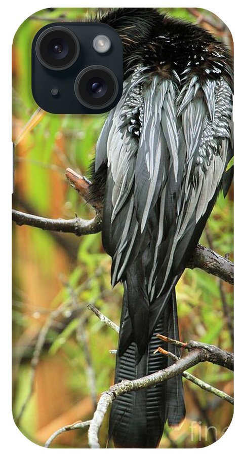 Anhinga iPhone Case featuring the photograph Looking Down by Adam Jewell