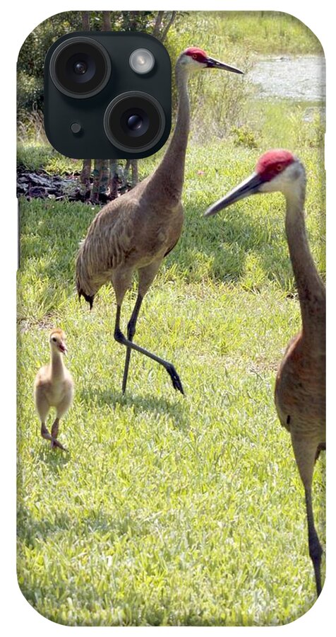 Sandhill Crane iPhone Case featuring the photograph Looking for a Handout by Carol Groenen
