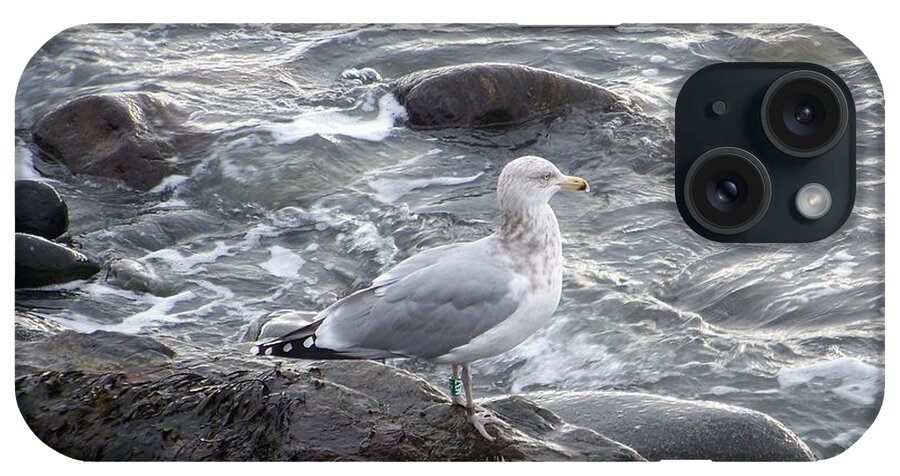 Sea Gulls iPhone Case featuring the photograph Seagull on the Rocky Coast by Eunice Miller