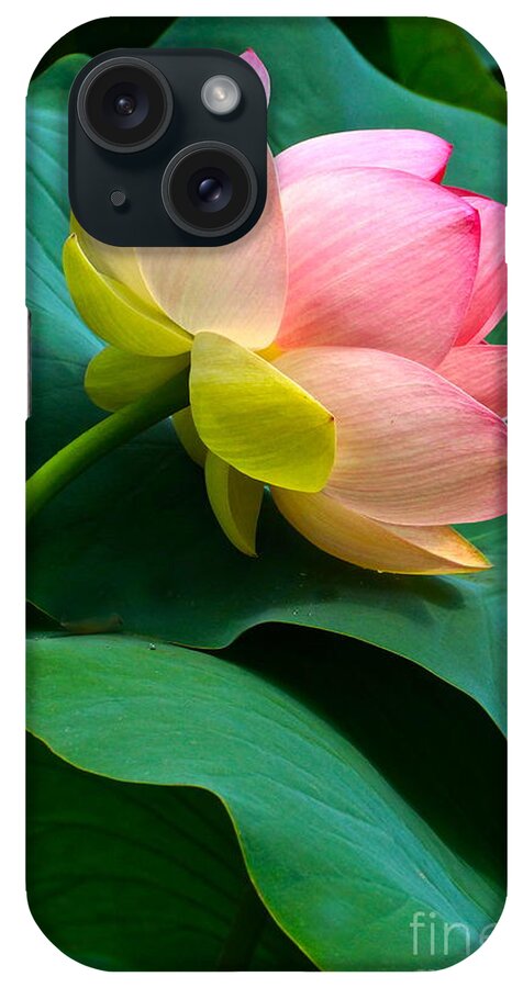 Lotus Blossom And Leaves iPhone Case featuring the photograph Lotus Blossom And Leaves by Byron Varvarigos