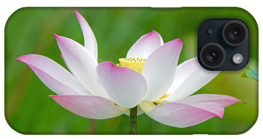 Flower iPhone Case featuring the photograph Lotus by David Freuthal