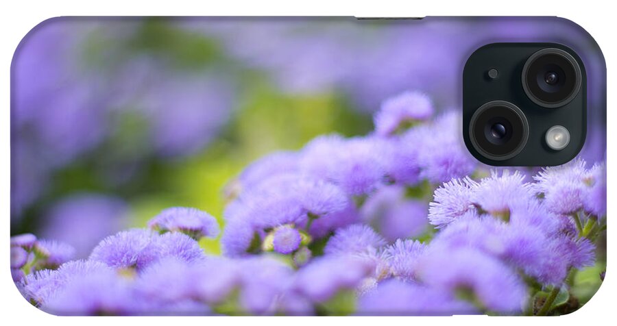 Blue Mink iPhone Case featuring the photograph Lovely Blue Mink with Lavender Tones in Soft Focus by Beverly Claire Kaiya