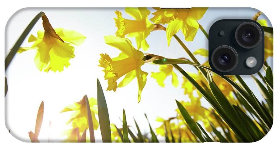 Large Group Of Objects iPhone Case featuring the photograph Low Angle View Of Yellow Daffodils by Ron Bambridge
