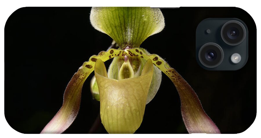 Feb0514 iPhone Case featuring the photograph Lows Slipper Orchid Flower Borneo by Ch'ien Lee