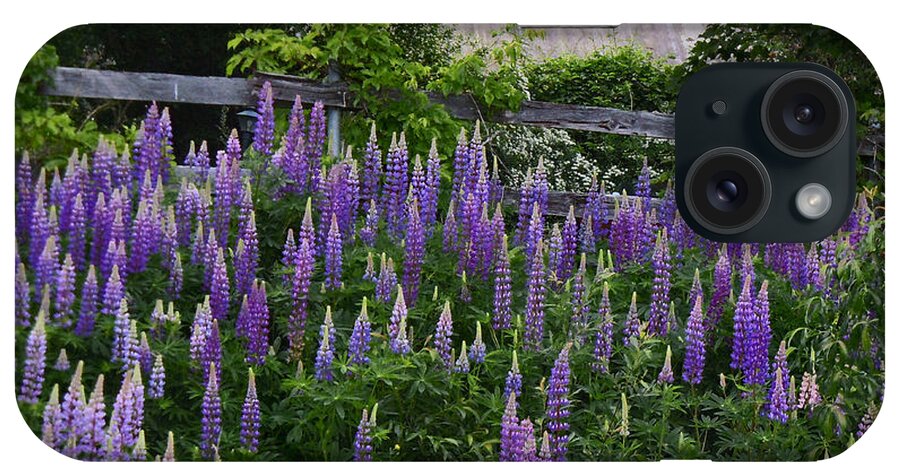 Lupine iPhone Case featuring the photograph Lupine by the Fence by Nancy Griswold