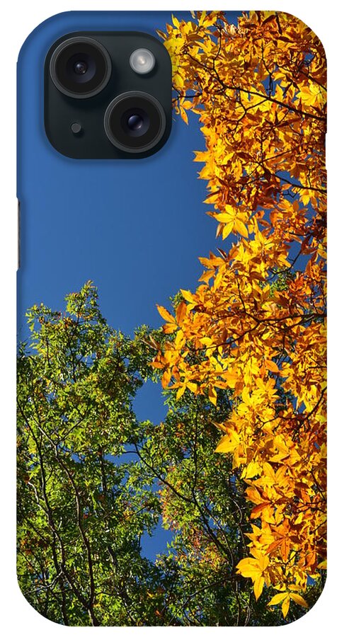 Tree iPhone Case featuring the photograph Lustrous by Carlee Ojeda