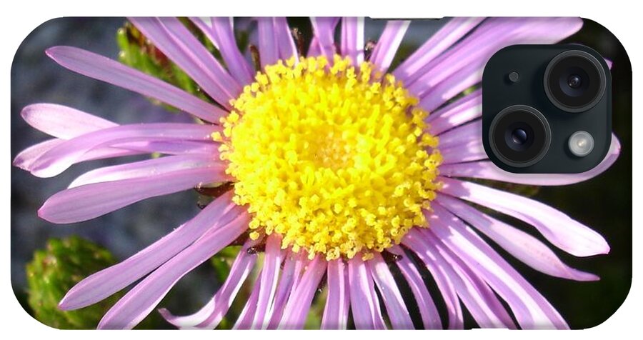Birth Flower iPhone Case featuring the photograph Magenta Aster A Star of Love and Fidelity by Taiche Acrylic Art