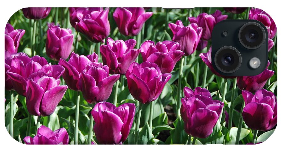 Magenta iPhone Case featuring the photograph Magenta Tulips by Allen Beatty