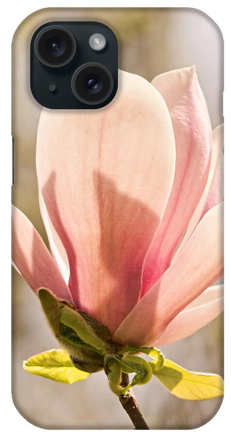 Magnolia iPhone Case featuring the photograph Magnolia Magnificence by Theo OConnor