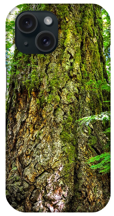 Old Growth Forest iPhone Case featuring the photograph Majestic Spirit Cathedral Grove by Roxy Hurtubise