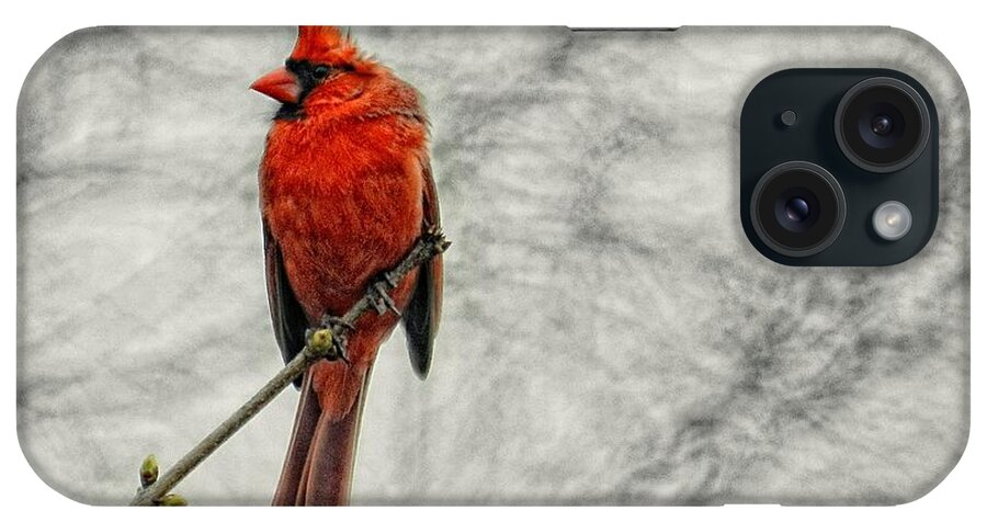 Red iPhone Case featuring the photograph Make A Wish by Sharon Woerner