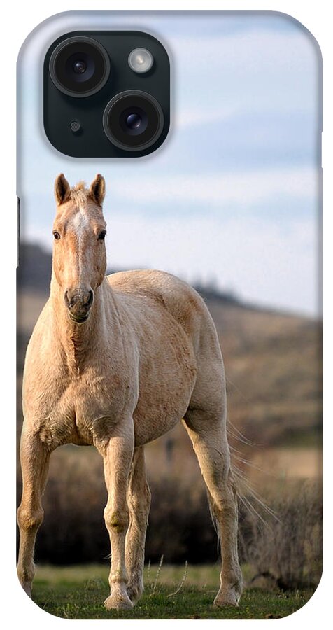 Horse iPhone Case featuring the photograph Making Eye Contact by Liz Mackney