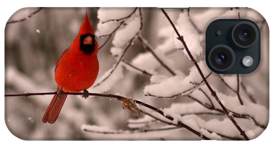 Cardinal iPhone Case featuring the photograph Male Cardinal in Snow by Jane Axman