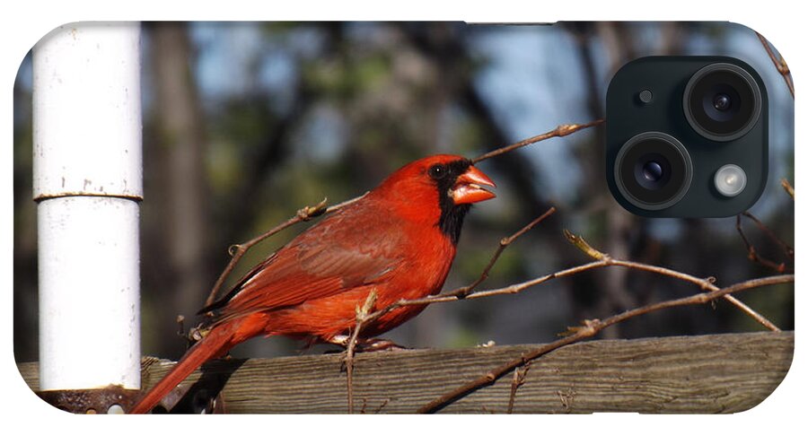 Bird iPhone Case featuring the photograph Male Cardinal on Fence by Brenda Brown